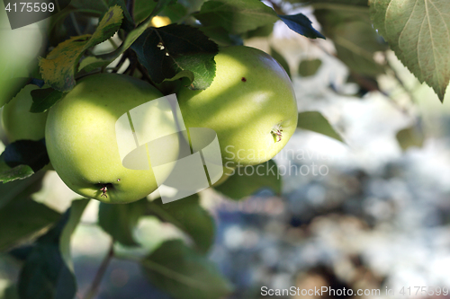 Image of Fruit apples on a tree. Apples in the orchard.