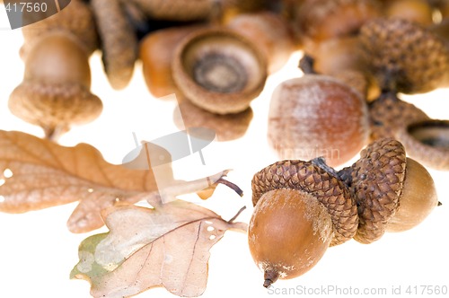 Image of Acorns