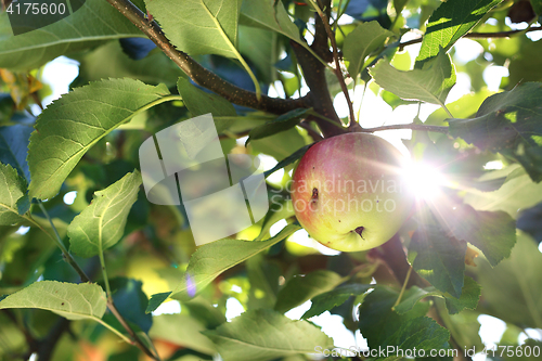 Image of Apple orchard. Apple tree. Fruit apples on a tree.