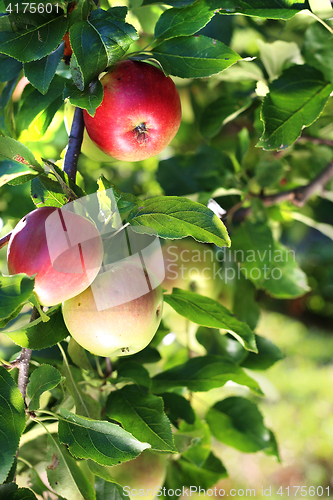 Image of Apple tree. Fruit apples on a tree.