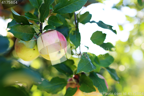 Image of Apple orchard. Apple tree.