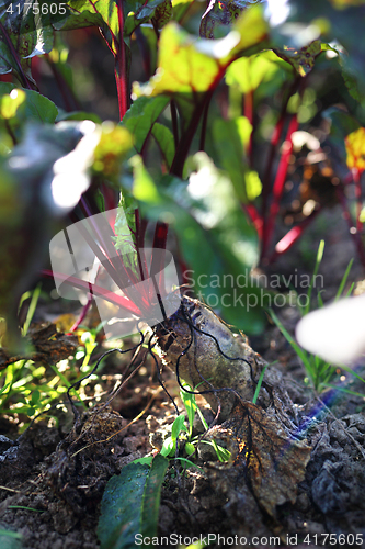 Image of Beetroot. Red beets.