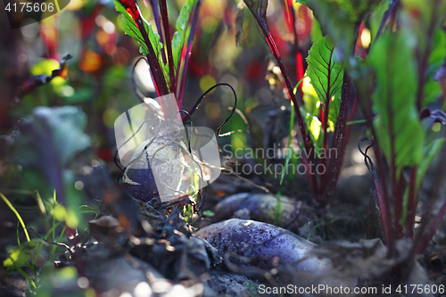 Image of Garden vegetable patch with beets