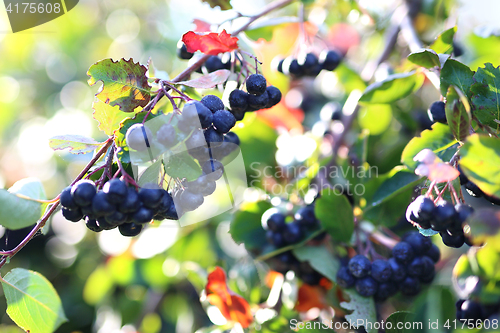 Image of Aronia berries. Ripe fruit on the branches of a bush chokeberry