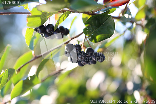 Image of Chokeberry bush.