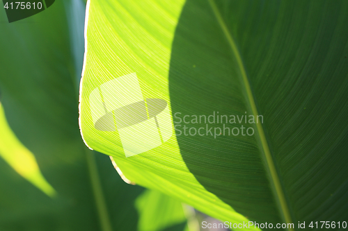 Image of Large green leaves. Canna.