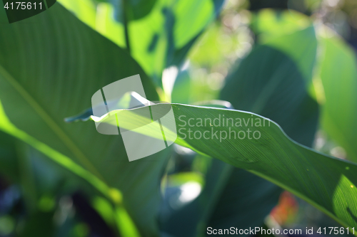 Image of Large green leaves. Canna.