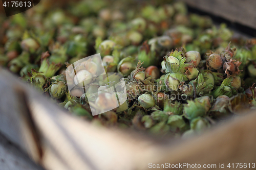 Image of Hazelnuts. Nuts