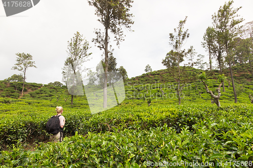 Image of Female tourist enjoying beautiful nature of tea plantations, Sri Lanka.