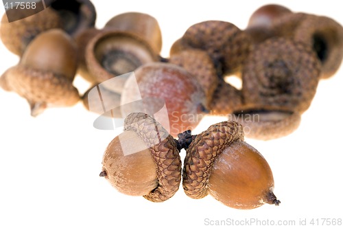 Image of Acorns