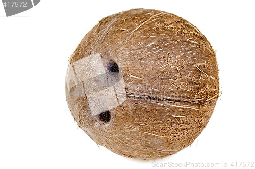 Image of Coconut isolated