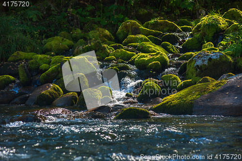 Image of Fast mountain river in Altay