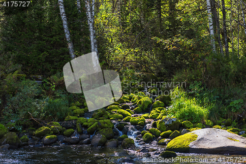 Image of Fast mountain river in Altay