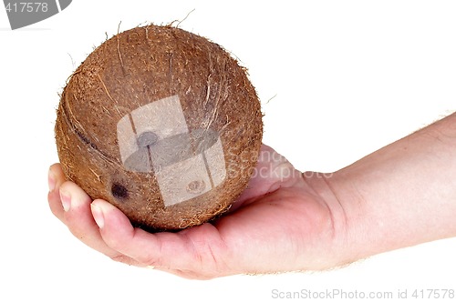 Image of Coconut isolated