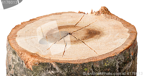 Image of The cut tree horizontal