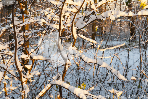 Image of trees in the snow