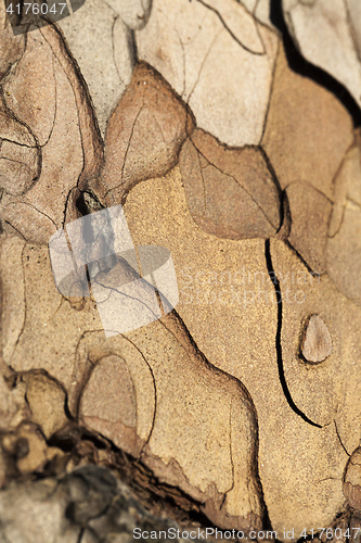 Image of pine tree bark, close-up