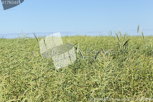 Image of Field with cereal