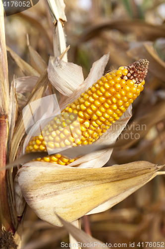 Image of Ripe yellow corn