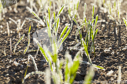 Image of green wheat in frost, close-up