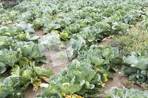 Image of field with green cabbage