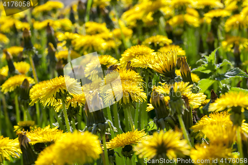 Image of yellow dandelions in spring