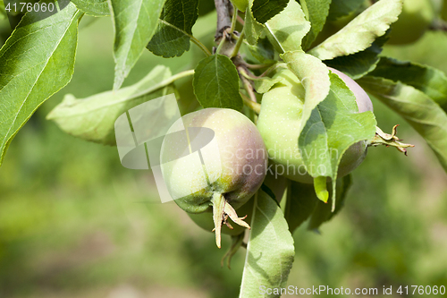 Image of green leaves of apple trees and apples