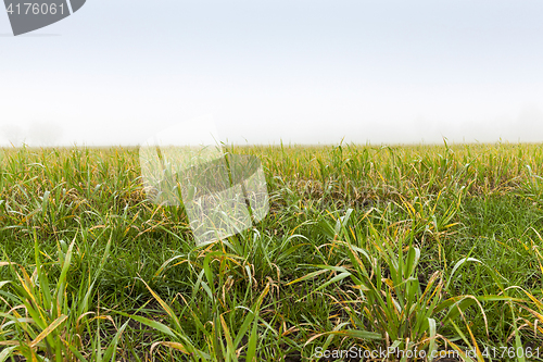 Image of green leaves of grass