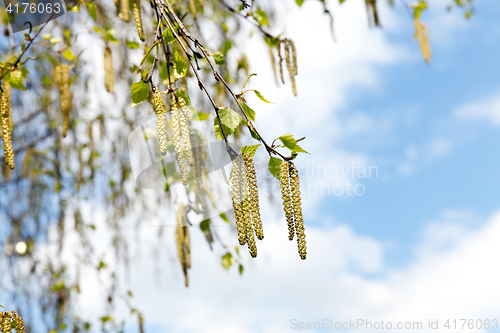 Image of young birch leaves