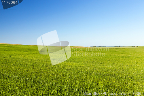 Image of Field with cereal