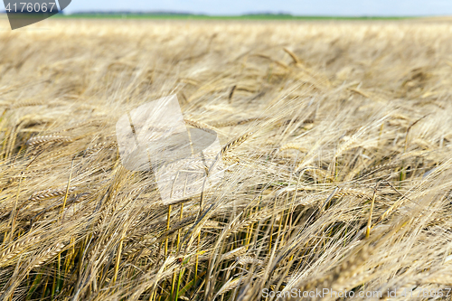 Image of wheat farming field