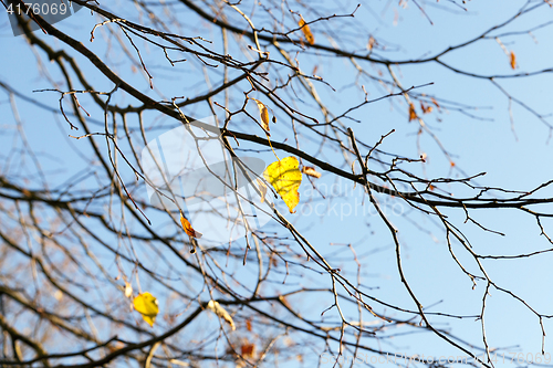 Image of autumn weather, forest