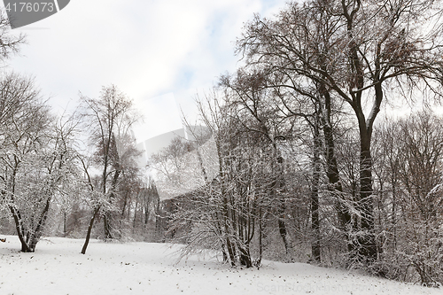 Image of trees in the snow