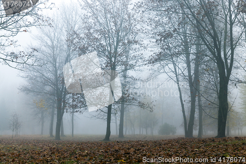 Image of Fog in autumn season