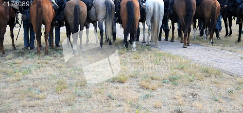 Image of Horses standing.