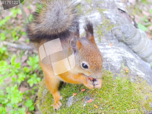 Image of Cute squirrel eating a nut closeup