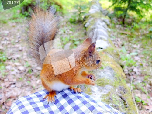 Image of Cute squirrel eating a nut closeup