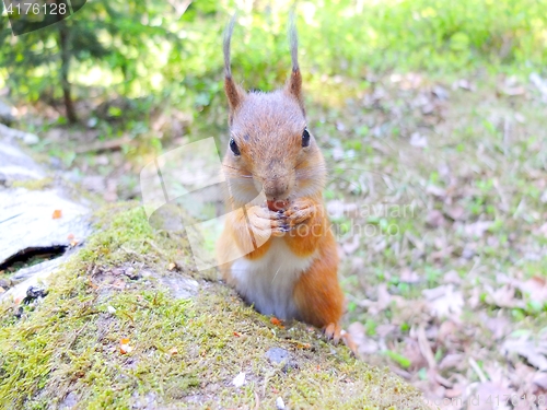 Image of Cute squirrel eating a nut closeup