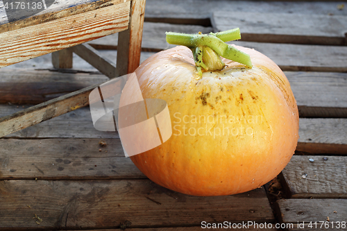 Image of Pumpkin.