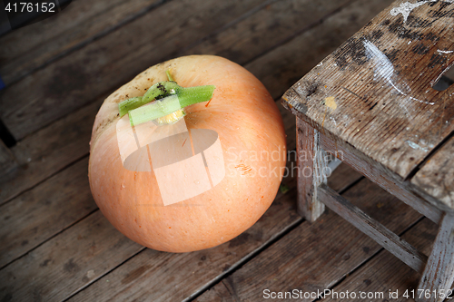 Image of Pumpkin. Variety of pumpkin.