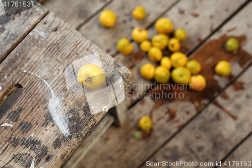 Image of Chaenomeles Fruit Chaenomeles japonica