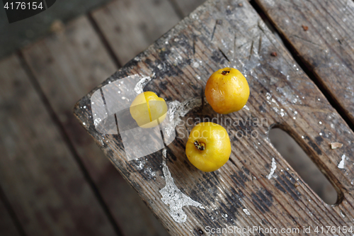 Image of Chaenomeles, growing in the garden