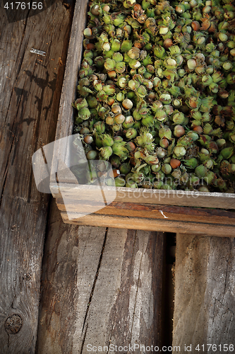 Image of Hazelnuts. Nuts