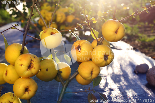 Image of Fruiting quince shrub.