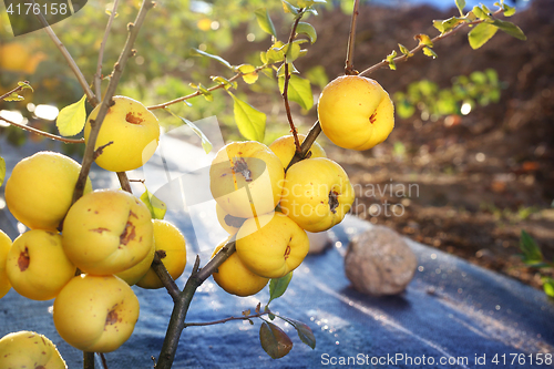 Image of Chaenomeles, growing in the garden Fruiting quince shrub.