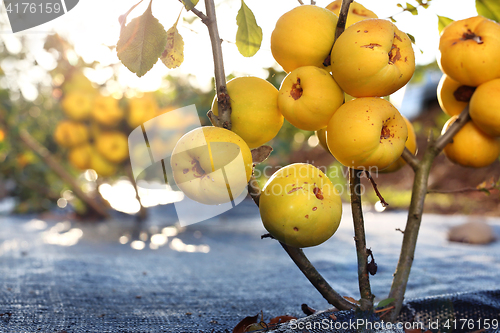 Image of Quince bush