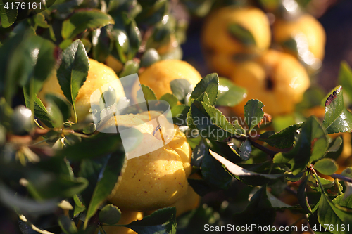 Image of Fruit Chaenomeles japonica