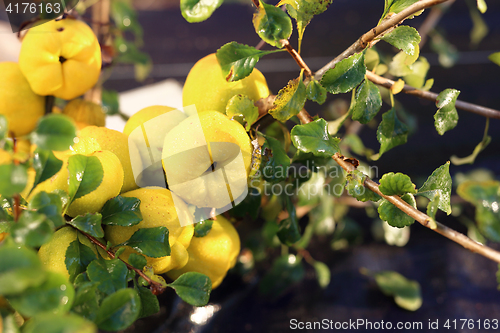 Image of Chaenomeles, growing in the garden