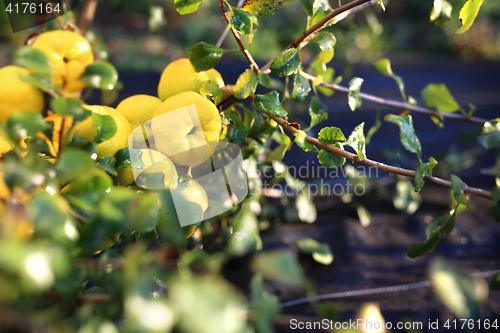 Image of Chaenomeles, growing in the garden Fruiting quince shrub.