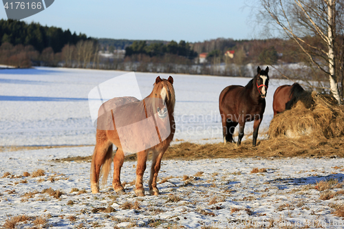 Image of Horses on Field in Winter